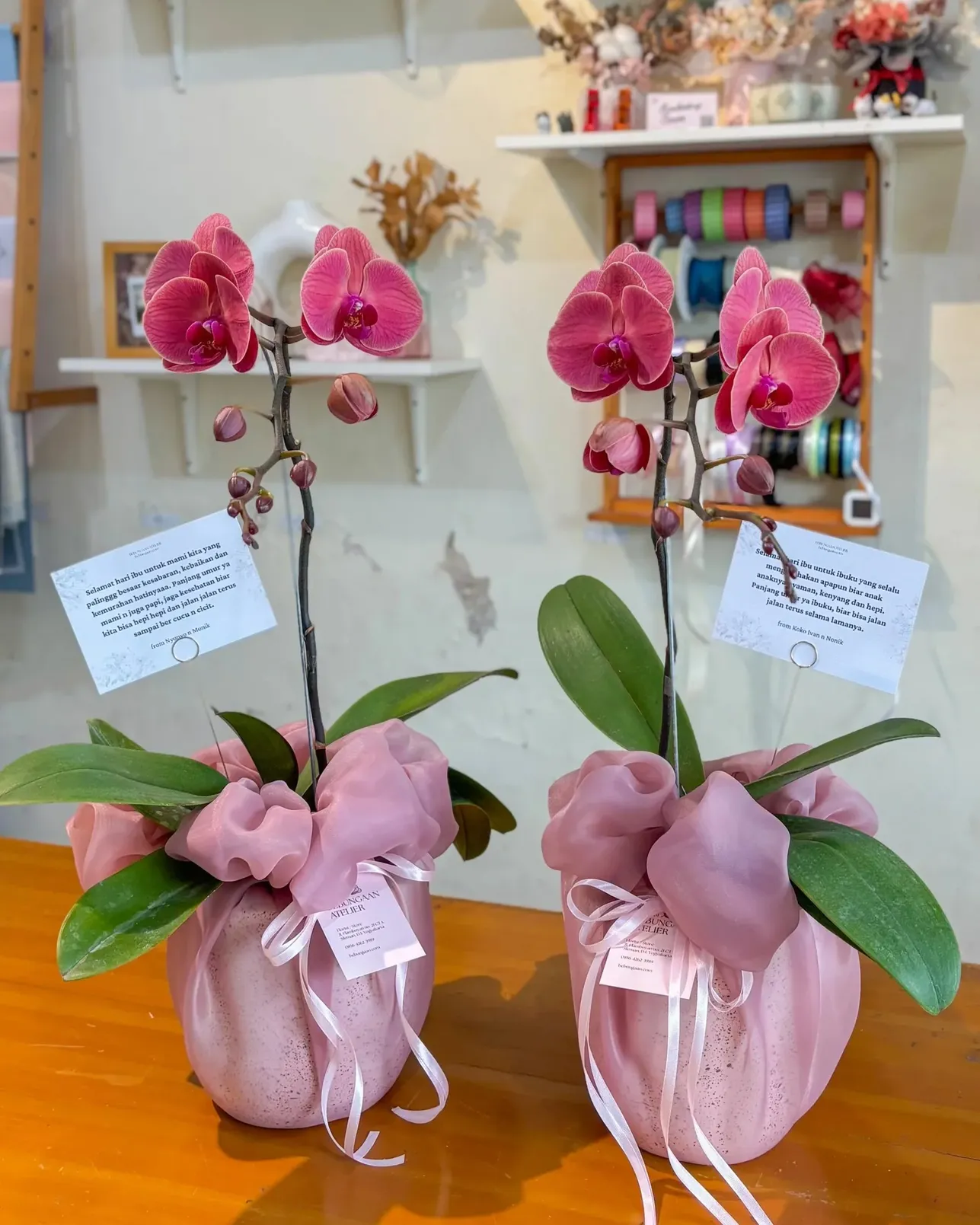 Orchid Gift (1 Plant)