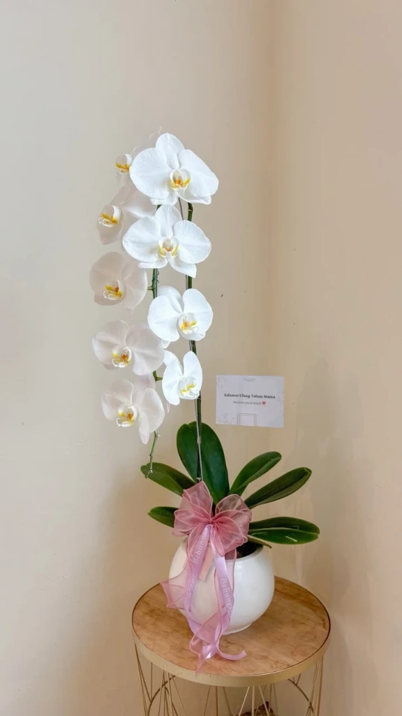 Orchid Gift